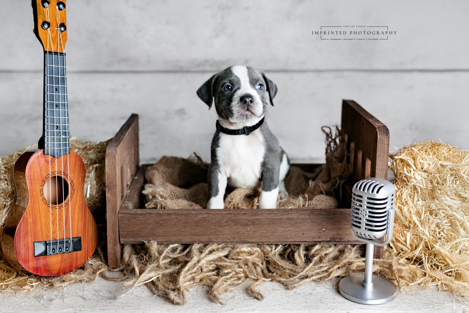Country Music Litter - Luke (puppy)