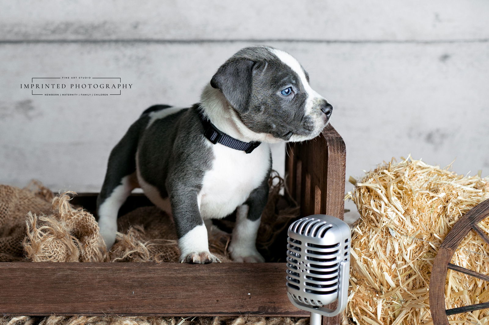 Country Music Litter - Luke (puppy)