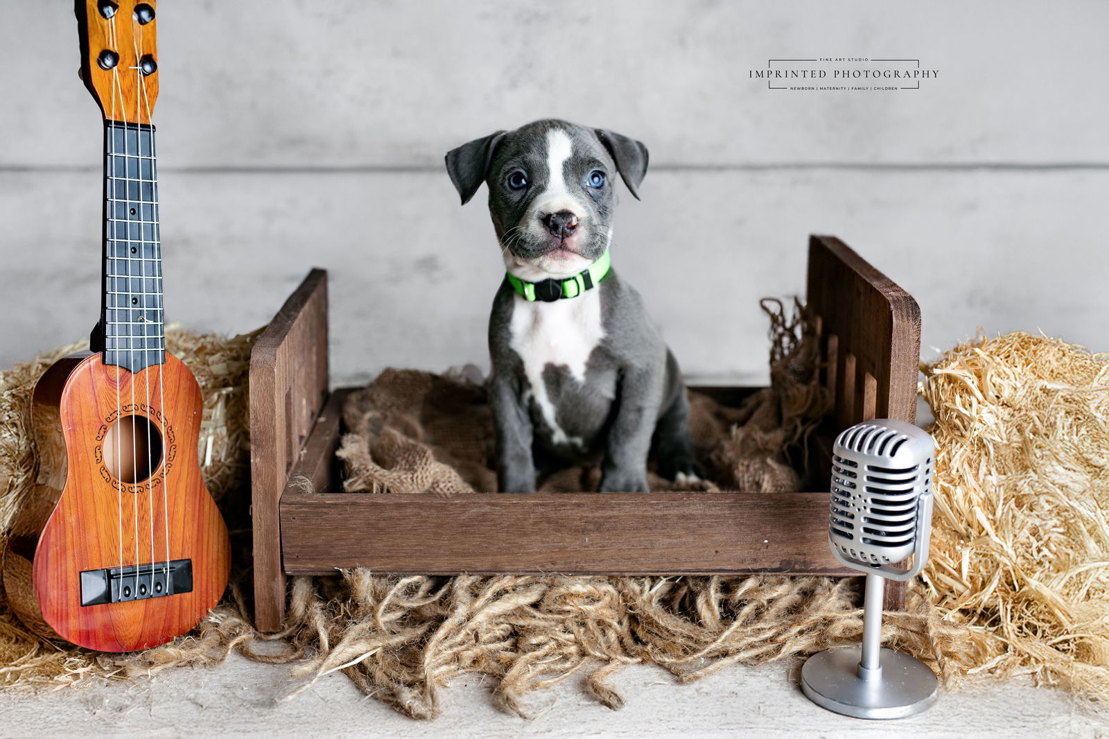 Country Music Litter - Kelsea (puppy)