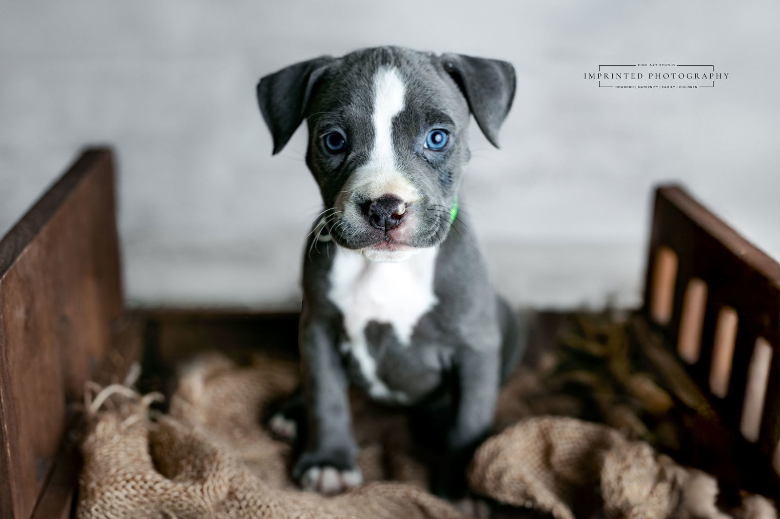 Country Music Litter - Kelsea (puppy)