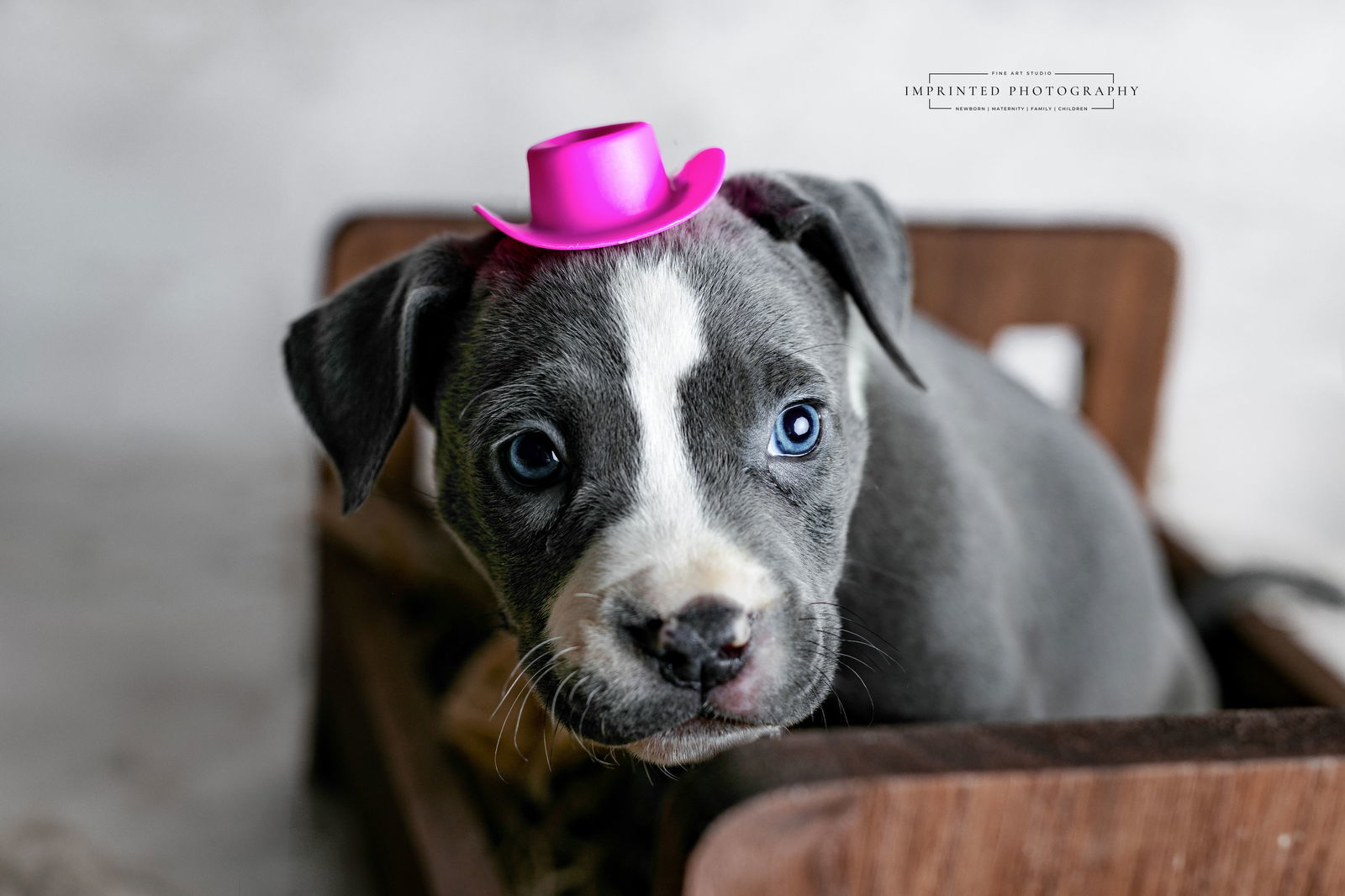 Country Music Litter - Kelsea (puppy)