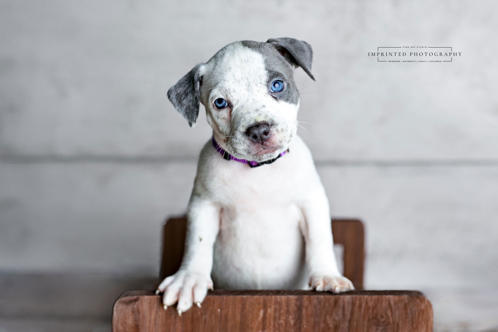 Country Music Litter - Maren (puppy)