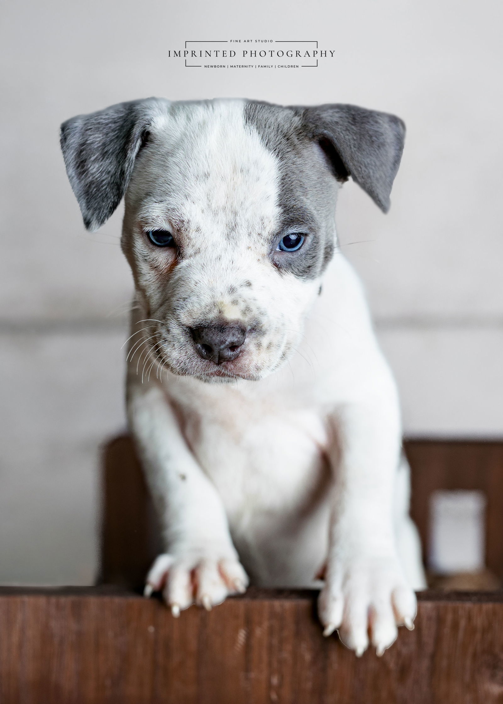 Country Music Litter - Maren (puppy)