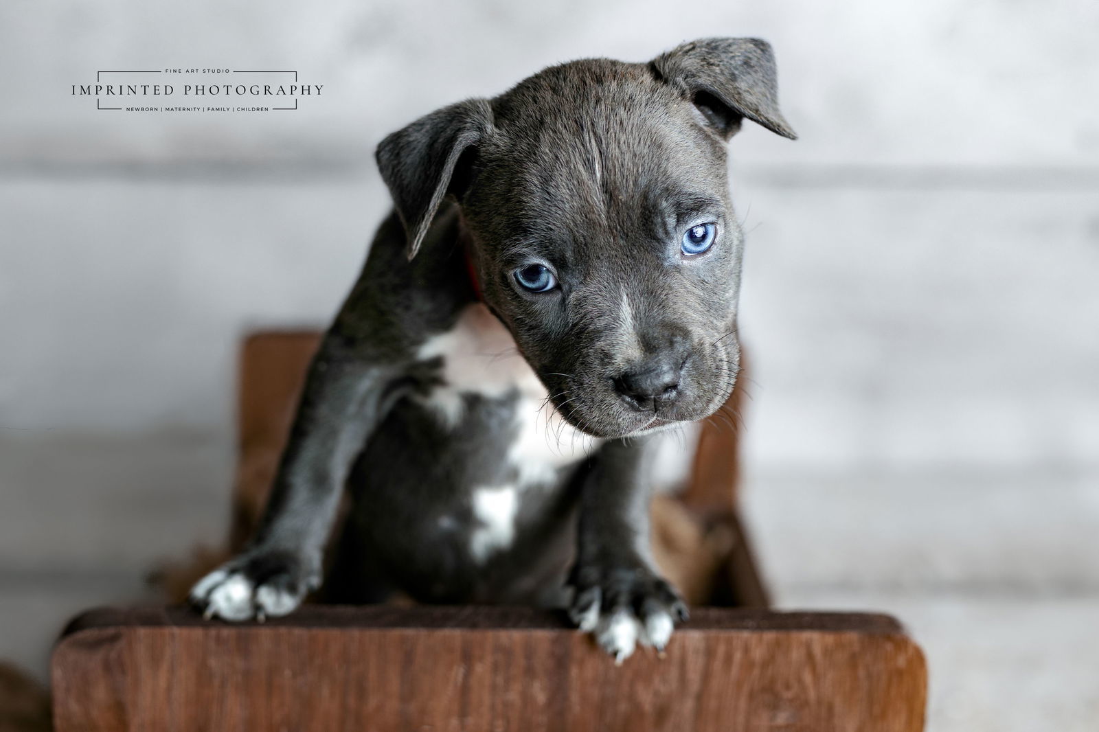Country Music Litter - Rhett (puppy)