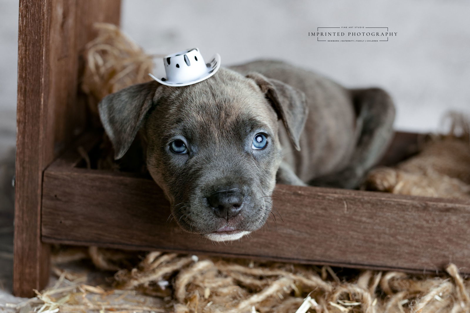 Country Music Litter - Rhett (puppy)