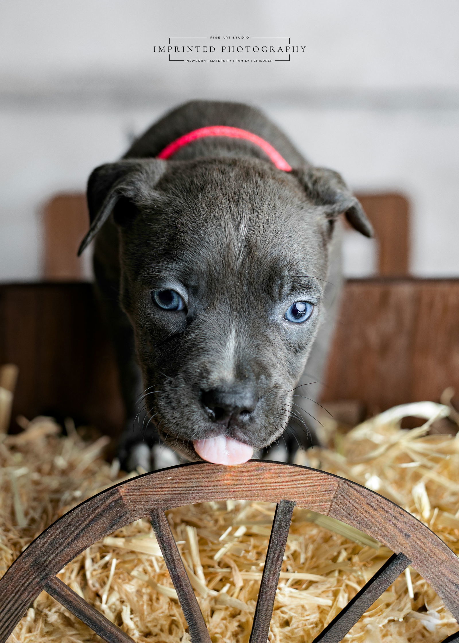 Country Music Litter - Rhett (puppy)