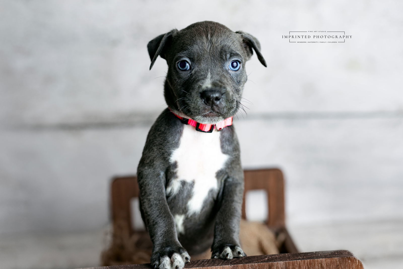 Country Music Litter - Lainey (puppy)