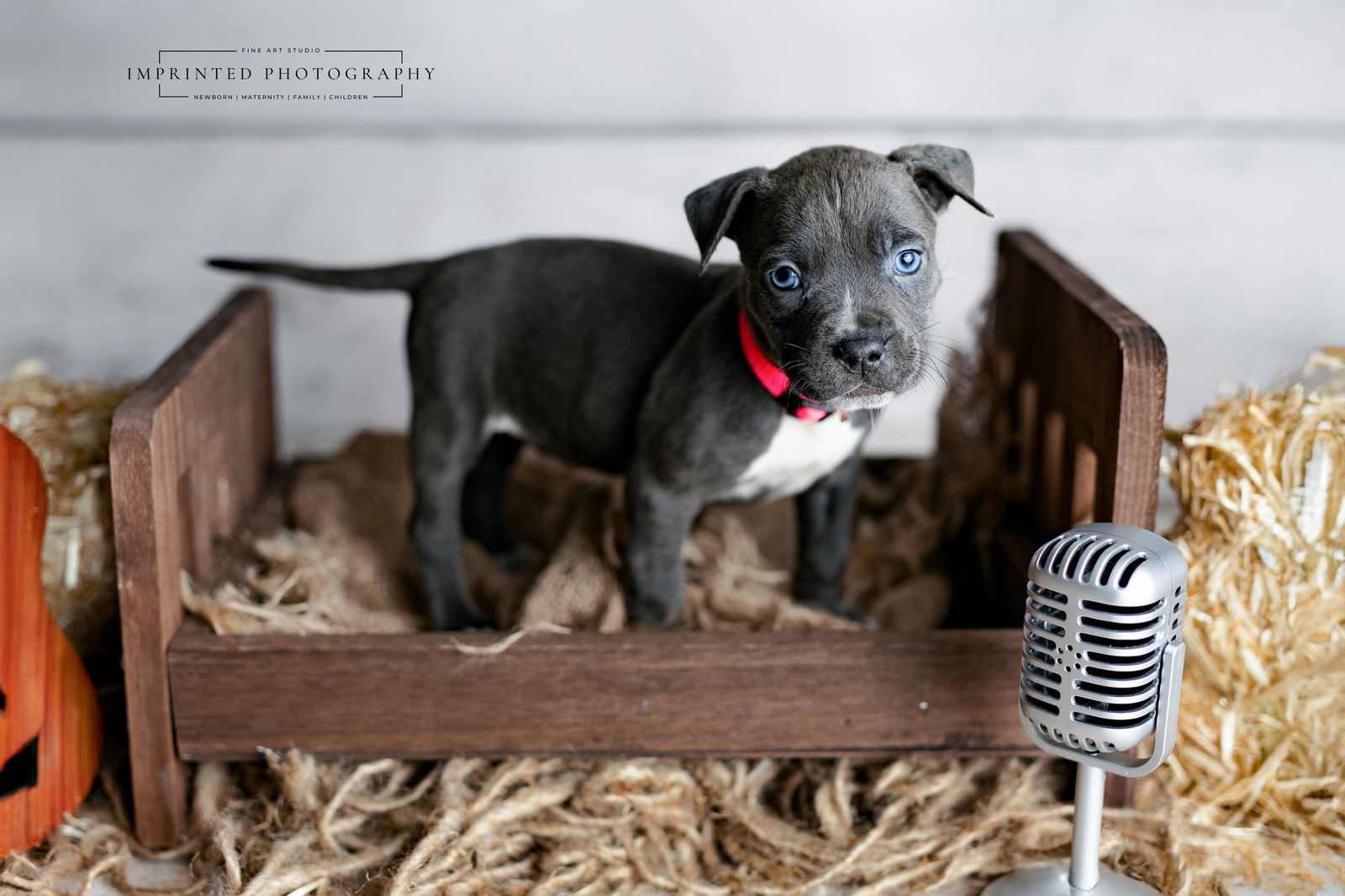Country Music Litter - Lainey (puppy)