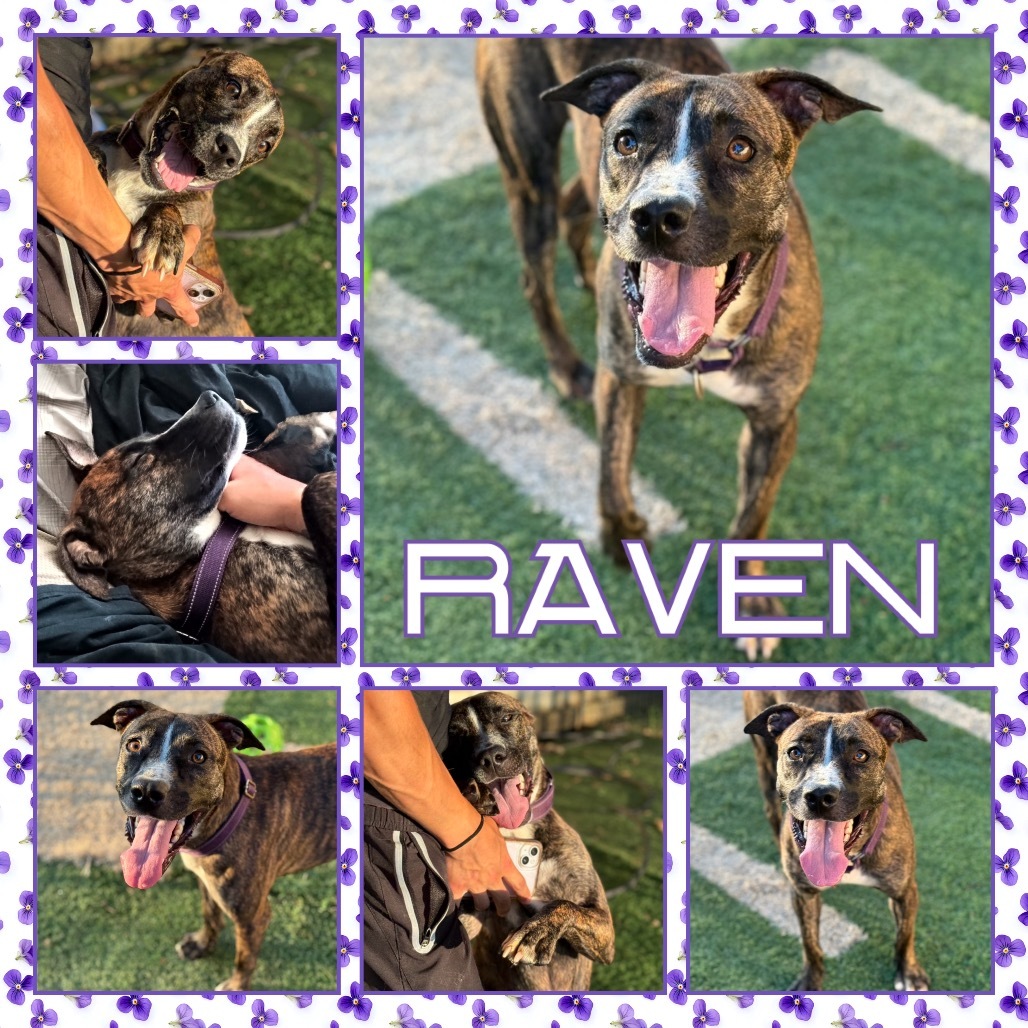 Raven