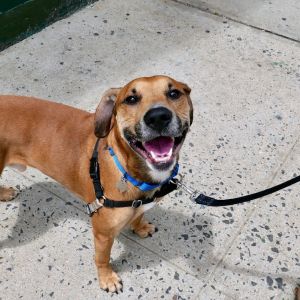 Scotland Hound Dog