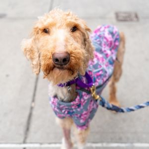 Betsie Poodle Dog