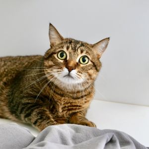 Daniel Domestic Short Hair Cat
