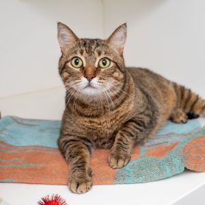 I just arrived at Animal Haven Please check back soon for more info about me