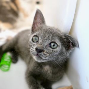 Bonanza Domestic Short Hair Cat