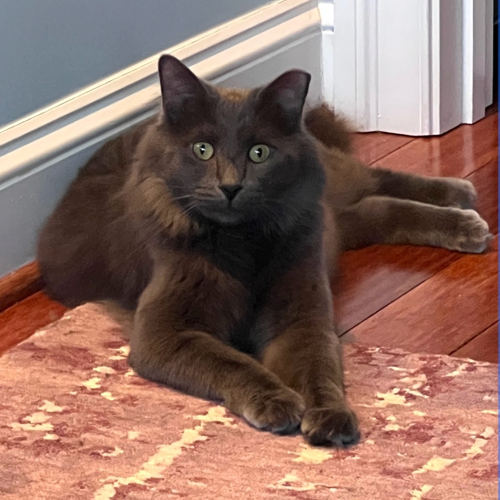 Blue Terrell, an adoptable Domestic Long Hair, Nebelung in Merrifield, VA, 22116 | Photo Image 1