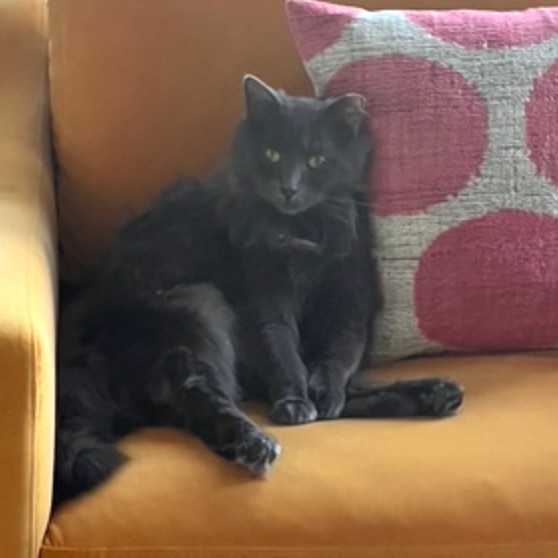 Blue Terrell, an adoptable Domestic Long Hair, Nebelung in Merrifield, VA, 22116 | Photo Image 2