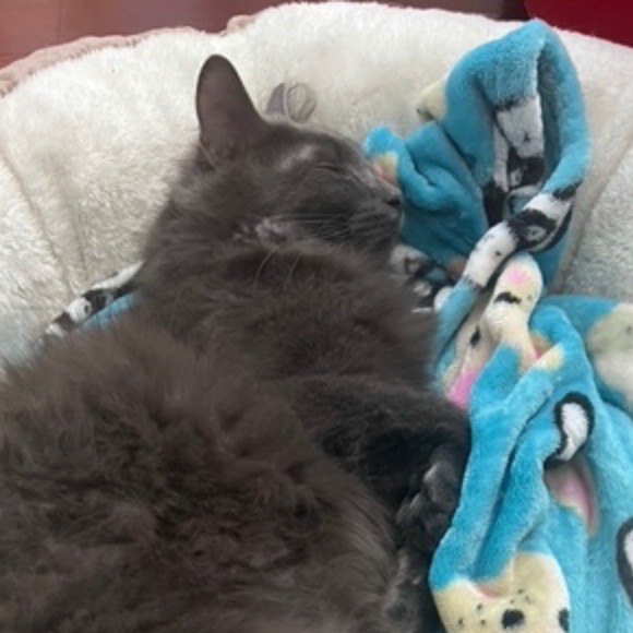 Blue Terrell, an adoptable Domestic Long Hair, Nebelung in Merrifield, VA, 22116 | Photo Image 3