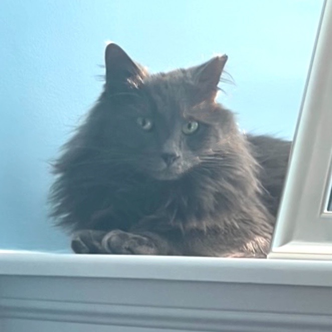Blue Terrell, an adoptable Domestic Long Hair, Nebelung in Merrifield, VA, 22116 | Photo Image 4