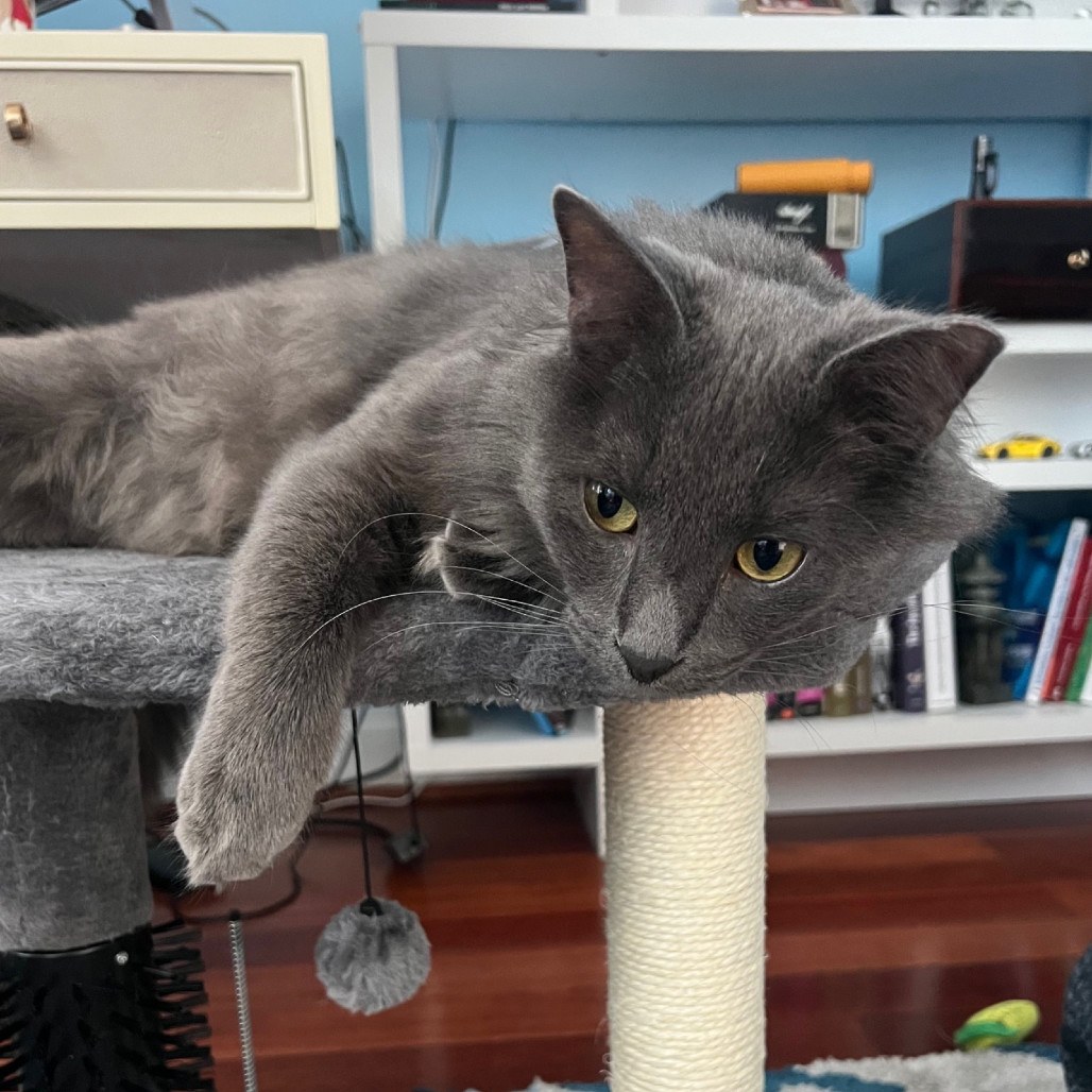 Blue Terrell, an adoptable Domestic Long Hair, Nebelung in Merrifield, VA, 22116 | Photo Image 5