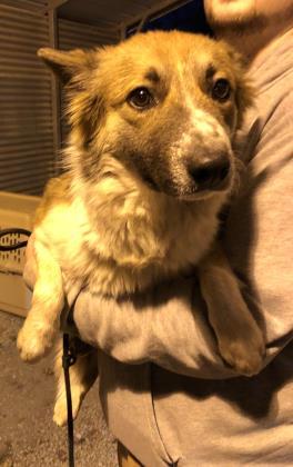Nova