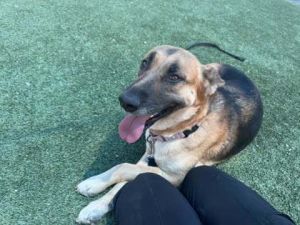 Millie, Adult Female German Shepherd Dog