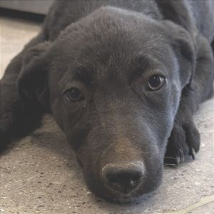 Eddy, Baby Male Mixed Breed