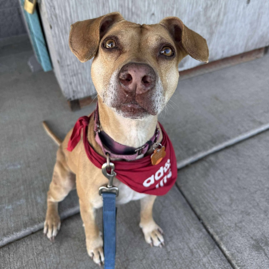 Pixie, an adoptable Mixed Breed in Bend, OR, 97702 | Photo Image 1
