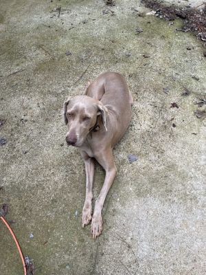 Giesel (nka Gabby) Weimaraner Dog