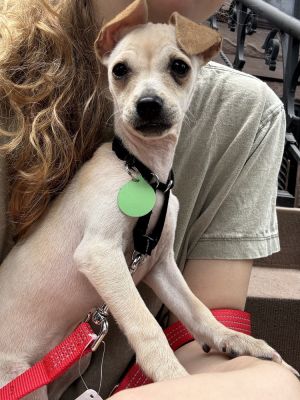 FELICITY - 16 weeks  7lbs as of 66 Chi Mix Spayed Estimated to Be About 15lbs Full Grown This