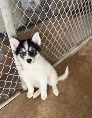 Enya- 16 weeks  16lbs as of 66 Aussie Mix Spayed Estimated to Be About 50lbs Full Grown This p