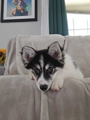Enya- 16 weeks  16lbs as of 66 Aussie Mix Spayed Estimated to Be About 50lbs Full Grown This p