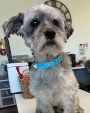 Jacks - 2 yrs 16 lbs TerrierPoodle Mix Neutered Want to adopt Submit an adoption application at