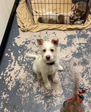 Bolt - Terrier Mix 4 months 12lbs Neutered Expected to be about 40lbs Full Grown