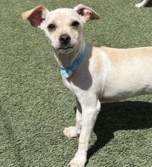 FRANCIS - 16 weeks  7lbs as of 66 Chi Mix Spayed Estimated to Be About 15lbs Full Grown This