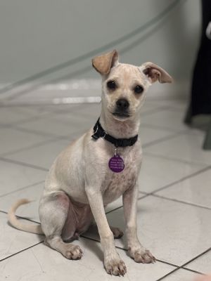 FRANCIS - 16 weeks  7lbs as of 66 Chi Mix Spayed Estimated to Be About 15lbs Full Grown This