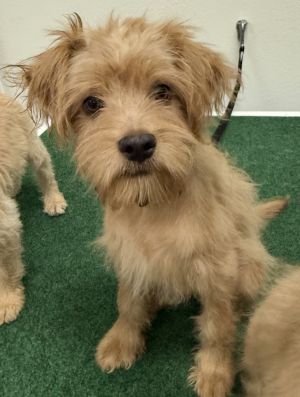 Darius - TerrierPoodle Mix 4 months 6lbs Neutered Estimated to Be About 20lbs Full Grown This pu