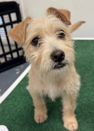 Darwin - TerrierPoodle Mix 4 months 6lbs Neutered Estimated to Be About 20lbs Full Grown This pu