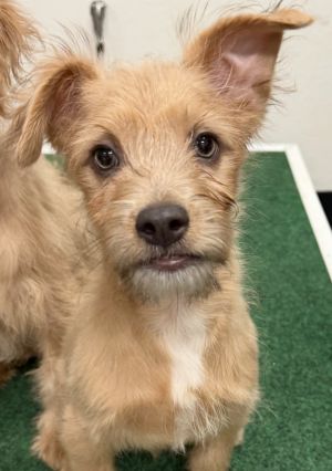 Davinci - TerrierPoodle Mix 4 months 6lbs Neutered Estimated to Be About 20lbs Full Grown - We r