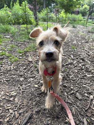 Davinci - TerrierPoodle Mix 4 months 6lbs Neutered Estimated to Be About 20lbs Full Grown - We r