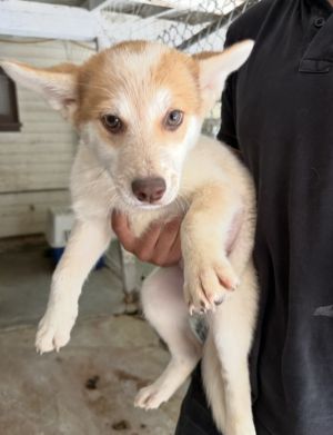 Emmett- 16 weeks  16lbs as of 66 Aussie Mix Neutered Estimated to Be About 50lbs Full Grown Th