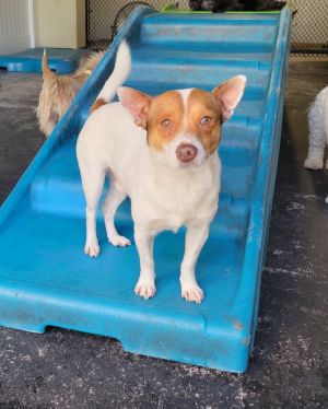Vince - 1 yr 15 lbs JRTChihuahua Mix Neutered This dog is eligible to join our foster-to-adopt p