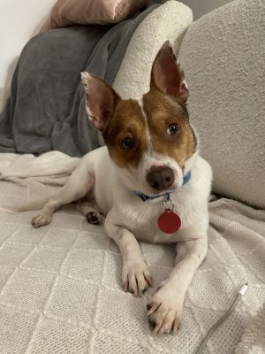 Vince - 1 yr 15 lbs JRTChihuahua Mix Neutered This dog is eligible to join our foster-to-adopt p
