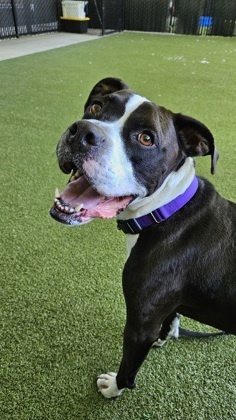 Niko Pit Bull Terrier Dog