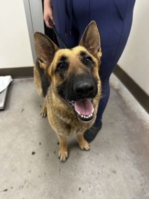 What my friends at Seattle Humane say about me The folks here are still learning about me MY NEW 