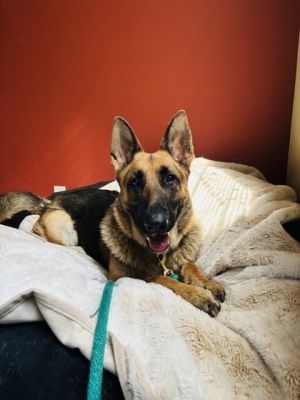 What my friends at Seattle Humane say about me Im a sensitive alert girl who does best in quieter