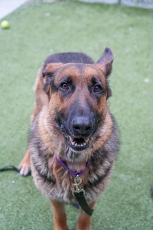 What my friends at Seattle Humane say about me  Im a gentle loving pup who warms up with slow