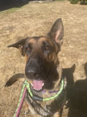 What my friends at Seattle Humane say about me  Im a gentle loving pup who warms up with slow