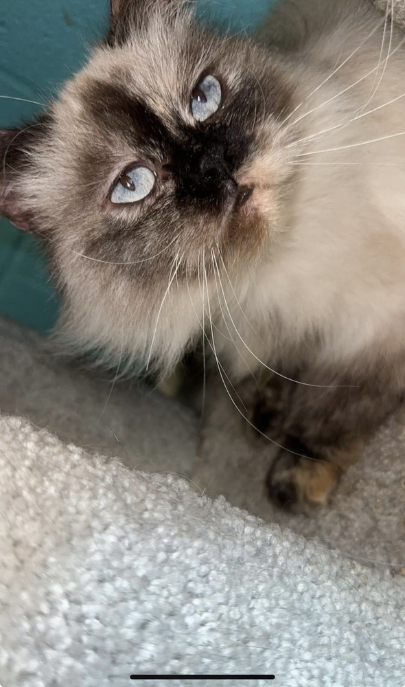 Dinar, an adoptable Himalayan in Albany, WI, 53502 | Photo Image 1