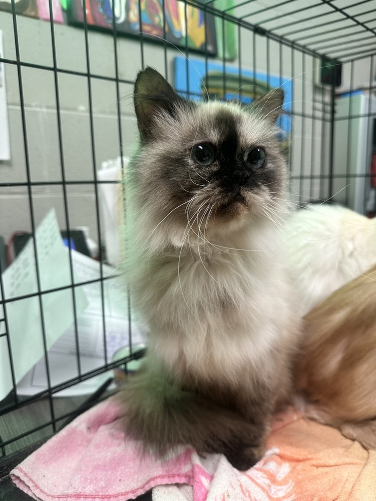Dinar, an adoptable Himalayan in Albany, WI, 53502 | Photo Image 2