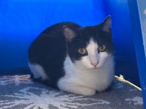 Leto, Young Female Domestic Short Hair